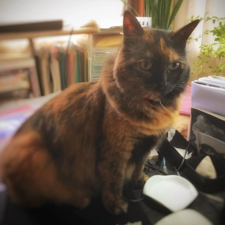 机の上に乗るサビ猫みんと