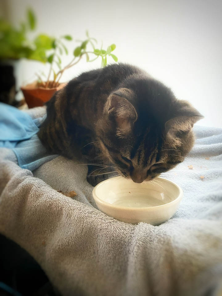 我が家のじゃま猫、ヨリさん、からのお皿に呆然とするの図。オキュラス初心者の道を邪魔している。
