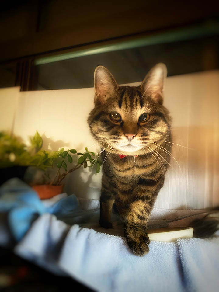 我が家のじゃま猫、ヨリさん、カリカリ要求の図。