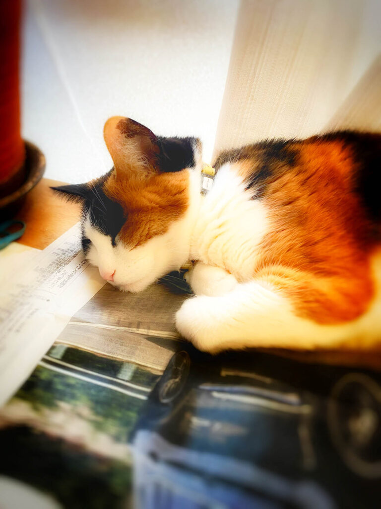 爆睡する三毛猫、ちょこちゃん。