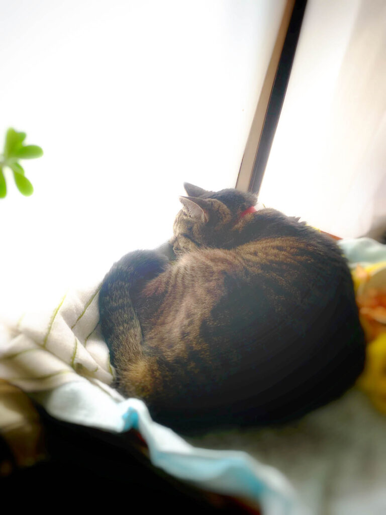 眠る鯖猫ヨリヨリ 陽だまりの図